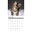 Maine Coon Kittens Calendar 2025