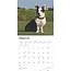 Calendrier Welsh Corgi 2025 Cardigan