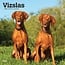 Browntrout Vizsla Calendar 2025