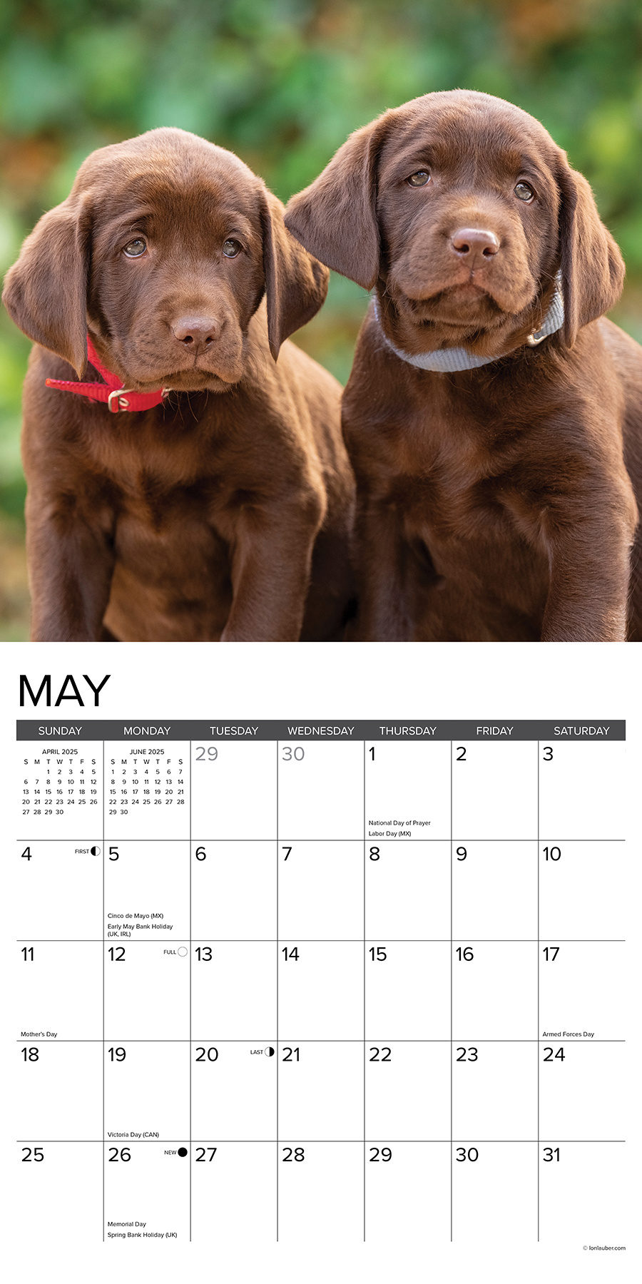 Labrador RetrieverWelpen Kalender 2025 kaufen? Einfach online