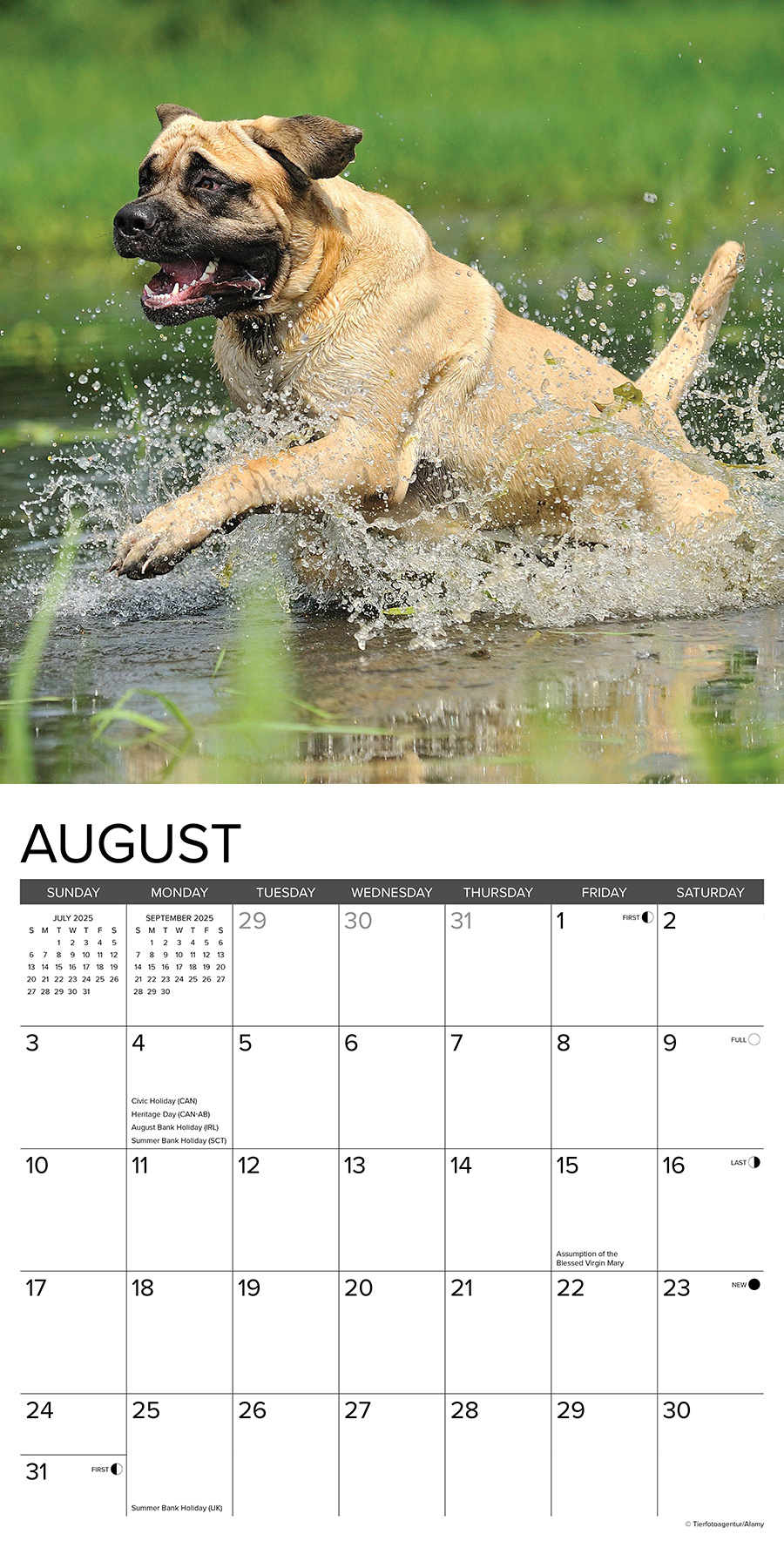 English Mastiff Calendar 2025 Buy? Order easily online
