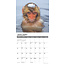 Calendrier Monkey Business 2025