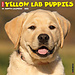 Willow Creek Labrador Retriever Blond Puppies Kalender 2025
