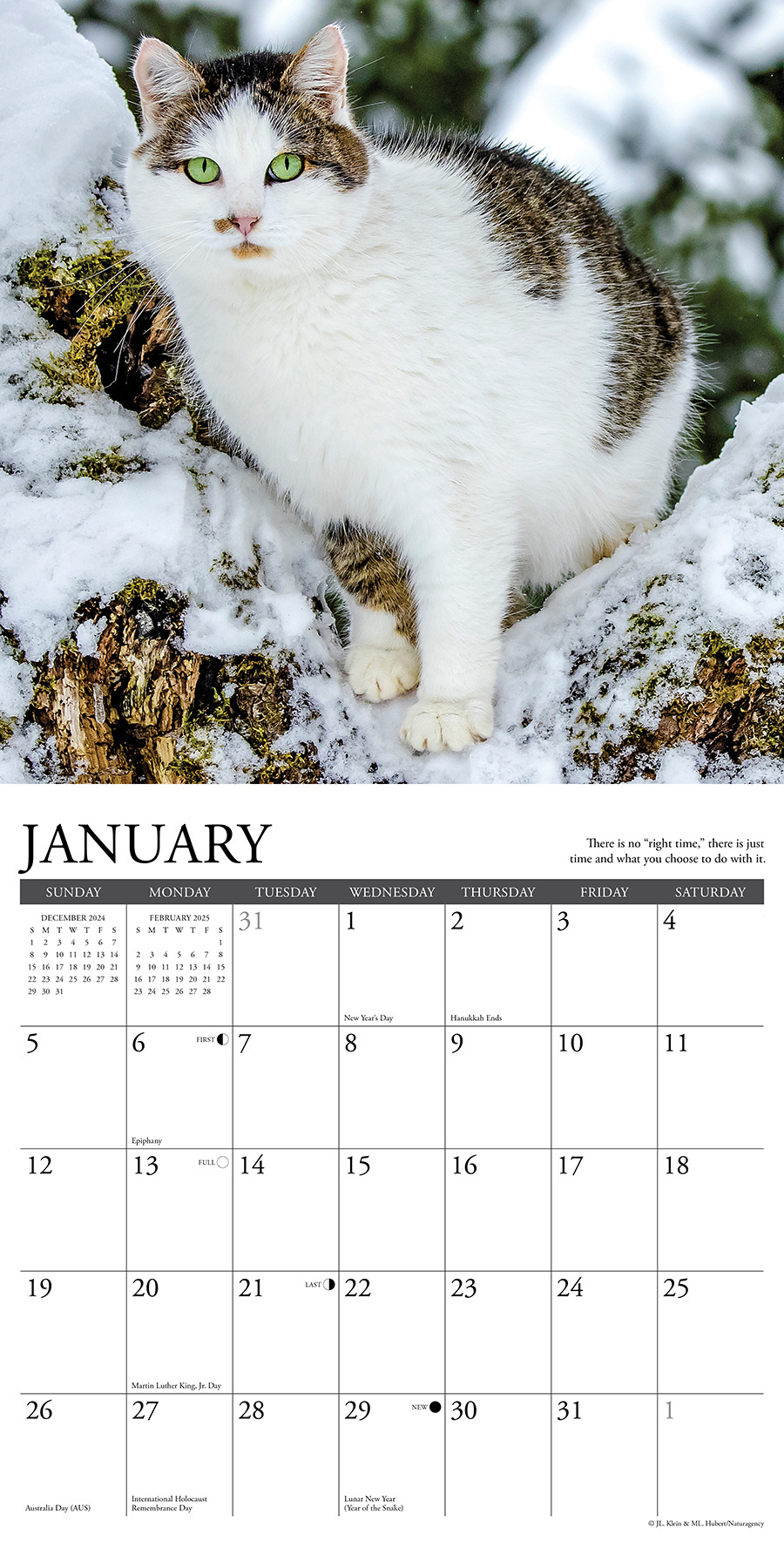 Buying What Cats Teach Us Calendar 2025? Simply order online