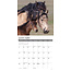 Wild Horses Calendar 2025