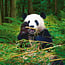 Panda-Kalender 2025