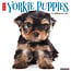 Yorkshire Terrier Puppies Calendar 2025