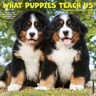 Willow Creek What Puppies Teach Us Kalender 2025