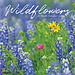 Willow Creek Calendrier des fleurs des champs 2025