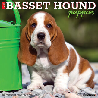Willow Creek Basset Hound Puppies Kalender 2025