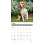 Beagle-Kalender 2025