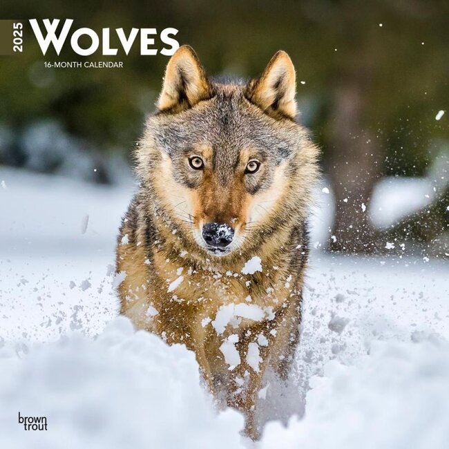 Wolves Calendar 2025