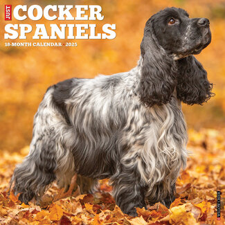 Willow Creek American Cocker Spaniel Kalender 2025