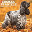 American Cocker Spaniel Calendar 2025