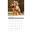 American Cocker Spaniel Kalender 2025