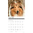 Calendrier Collie - Berger écossais 2025