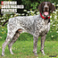 Willow Creek German Shorthaired Pointers Calendar 2025