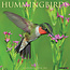 Hummingbirds Calendar 2025