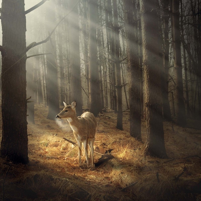 Comprar Calendario Woodlands 2025 simplemente haz tu pedido online