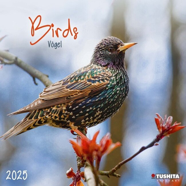 Aves en nuestro jardín Calendario 2025