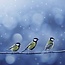 Birds in our Garden Calendar 2025