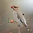 Birds in our Garden Calendar 2025