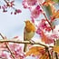 Birds in our Garden Calendar 2025