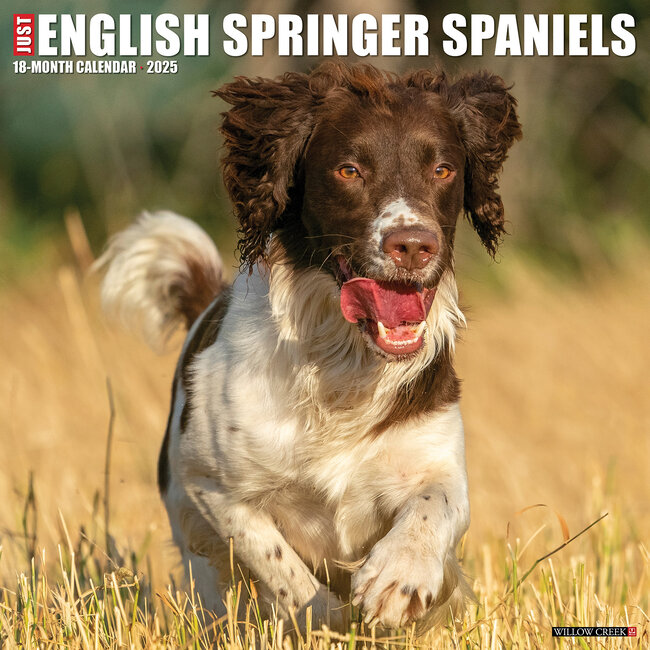 Calendrier de l'épagneul springer anglais 2025