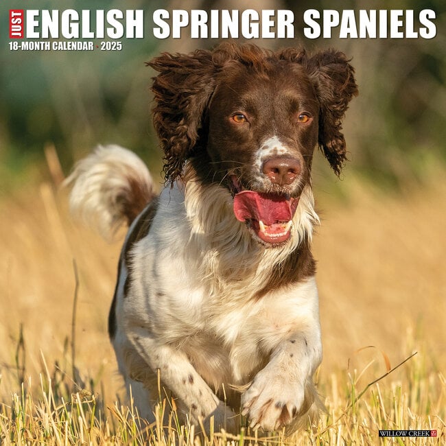 English Springer Spaniel Kalender 2025