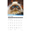 Himalaya Katten Kalender 2025