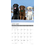 Calendario Labrador Retriever 2025