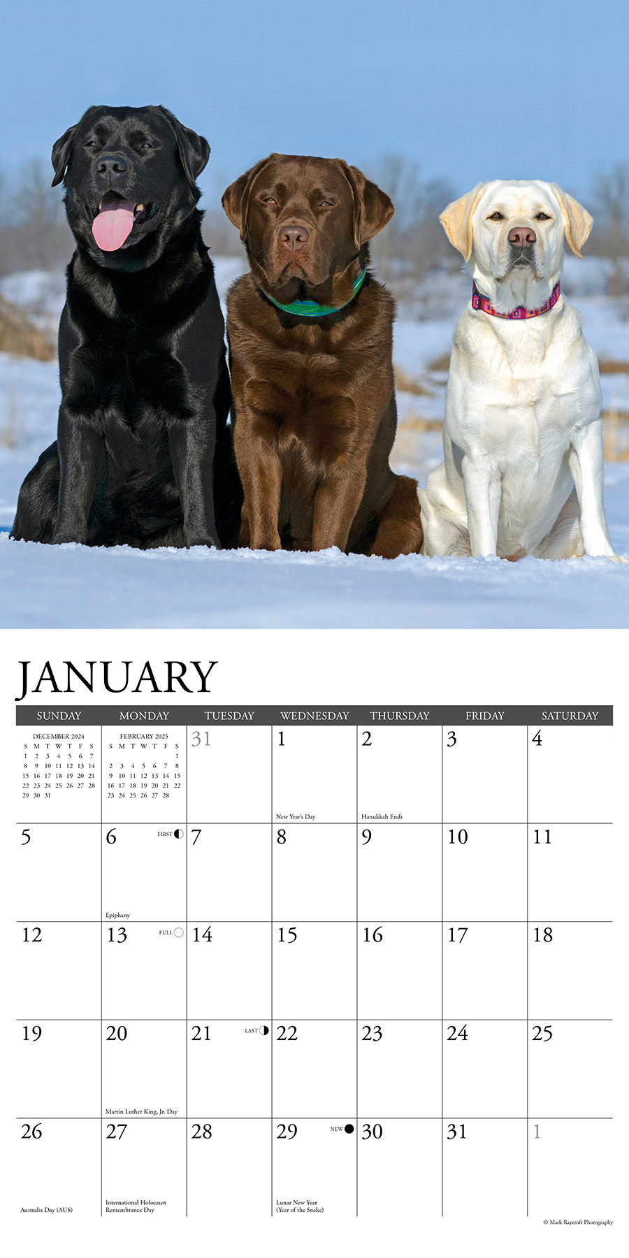 Comprar Calendario Labrador Retriever 2025? Pídelo fácilmente online