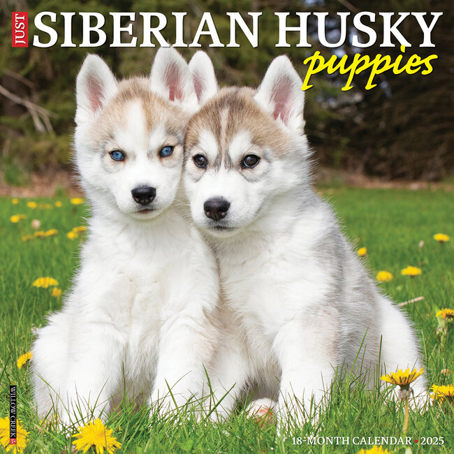 Willow Creek Calendario dei cuccioli di Siberian Husky 2025