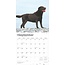 Calendario Labrador Retriever Brown 2025