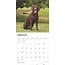 Calendario Labrador Retriever Brown 2025