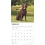 Labrador Retriever Bruin Kalender 2025