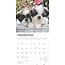 Shih Tzu Puppies Kalender 2025