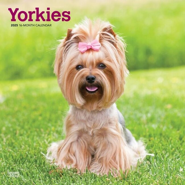 Yorkshire Terrier Kalender 2025