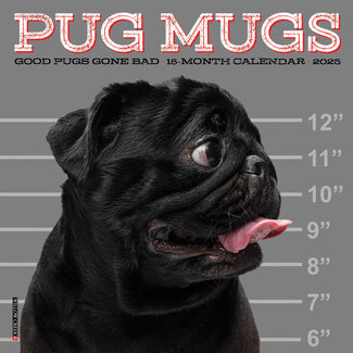 Willow Creek Pug Calendar 2025 Mini