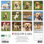 Labrador Retriever Blond Kalender 2025