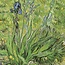 van Gogh - From Vincent's Garden Calendar 2025