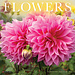 Willow Creek Calendario Flores 2025 Mini