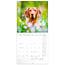 Hundekalender 2025