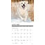 Golden Retriever Kalender 2025 Mini