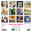 What Cats Teach Us Kalender 2025 Mini