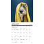 Ce que les chiens nous apprennent Calendrier 2025 Mini