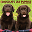 Willow Creek Calendario dei cuccioli di Labrador Retriever Brown 2025