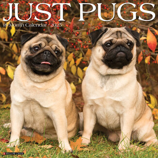 Willow Creek Calendario Pug 2025