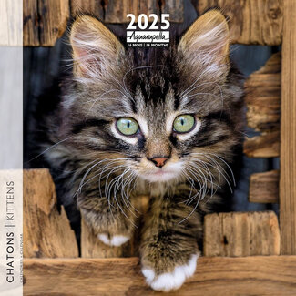 Aquarupella Calendrier des chatons 2025