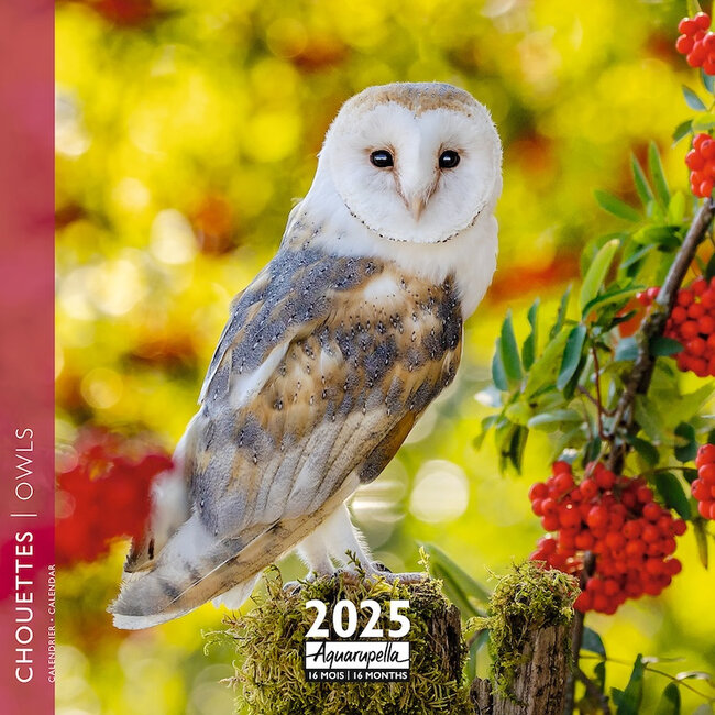 Owls Calendar 2025